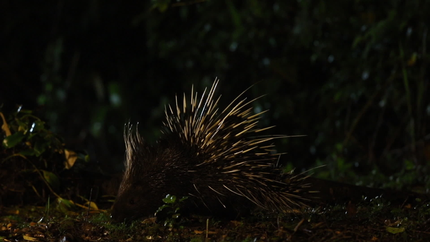 Malayan Porcupine Himalayan Large Hystrix Brachyura Stock Footage Video