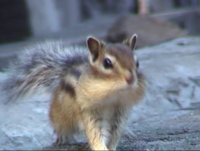 Chipmunk
