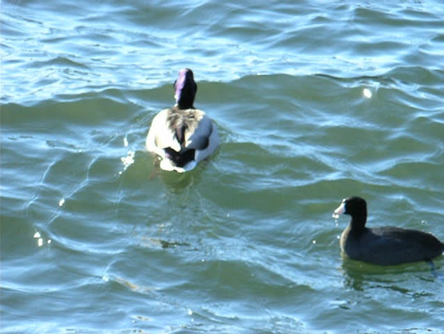 Water fowl. Life of the wild waterfowl over the water surface of the lake during the wintertime No2. 