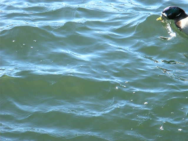 Water fowl. Life of the wild waterfowl over the water surface of the lake during the wintertime No3. 