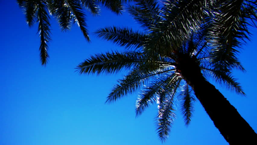 Palm Tree Background
