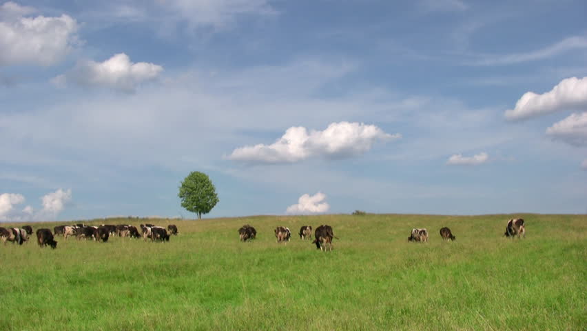 Dairy cows grazing in  meadow with lonely tree on background 