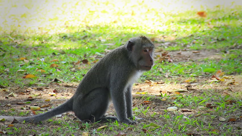Aggressive monkeys