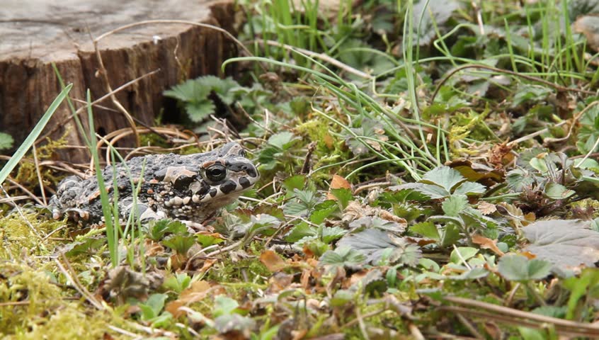 Toad [Bufo viridis]