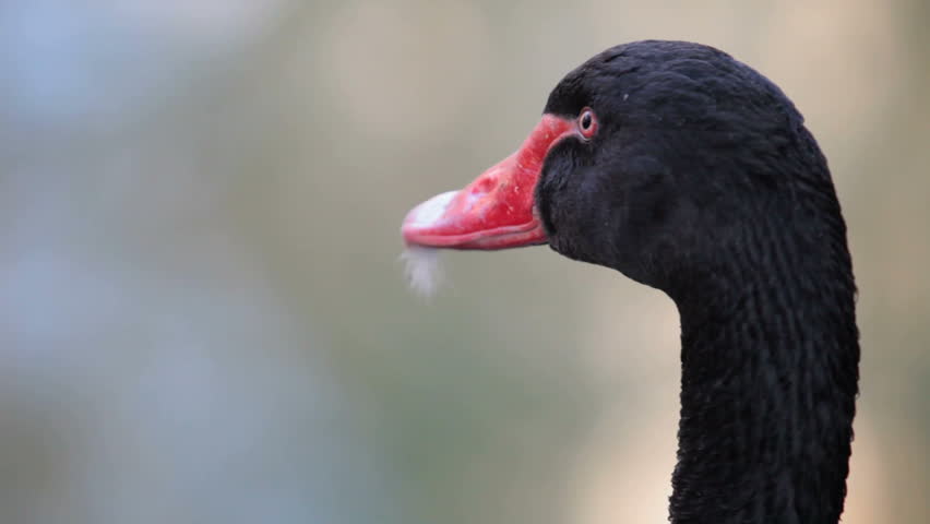 black swan, close-up