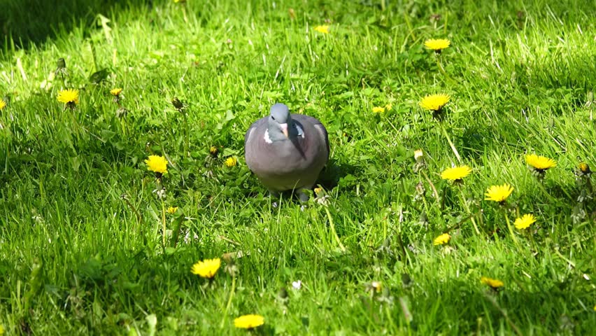 COLUMBA PALUMBUS Footage Videos And Clips In HD And 4K Avopix