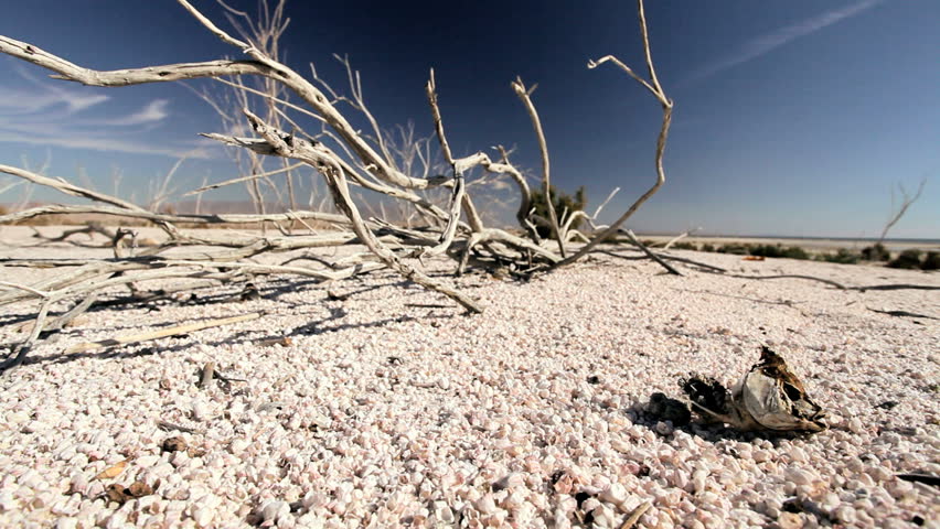 Bleached tree branches & remains of a fish skeleton left on a stony dried up lake bed after extreme climatic change