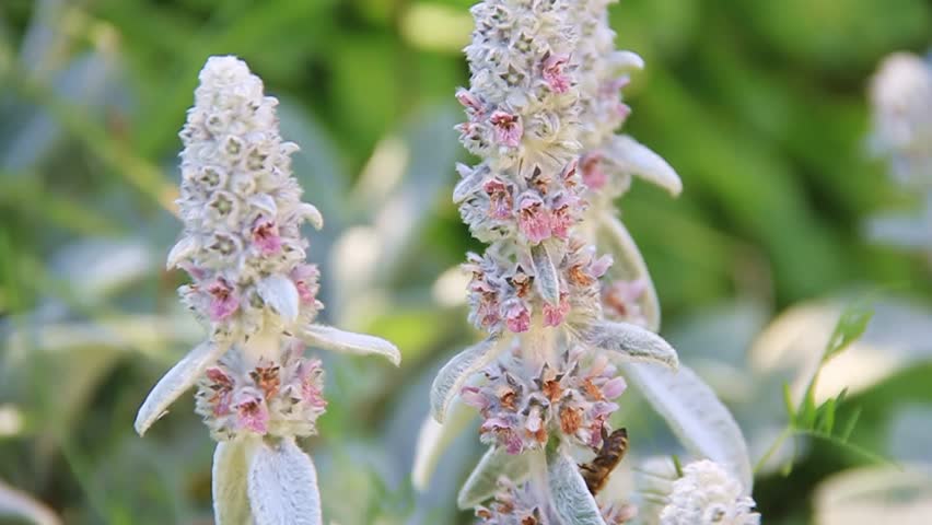 Bee pollinates flowers