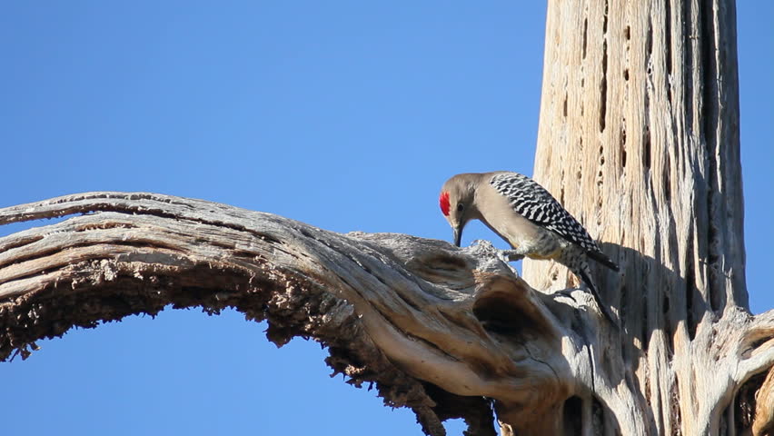 Woodpecker forages through wooden ribs of dead, saguaro cactus. 1080p