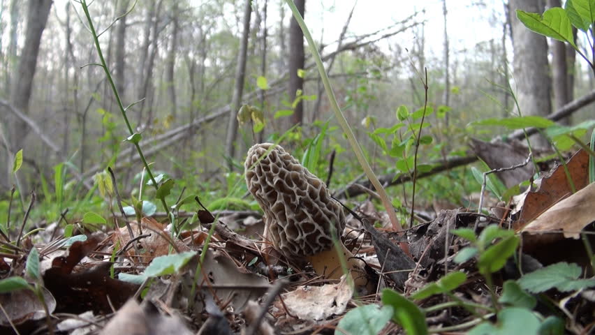 Yellow morel mushroom in the woods gets picked. These are a favorite find of spring mushroom hunters