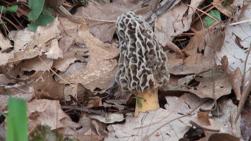 Yellow morel mushroom in the woods. These are a favorite find of spring mushroom hunters