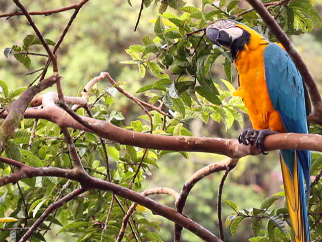 Blue-and-yellow Macaw (Ara ararauna)