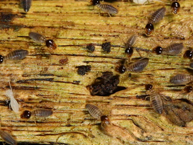 Winged termites emerging from nest