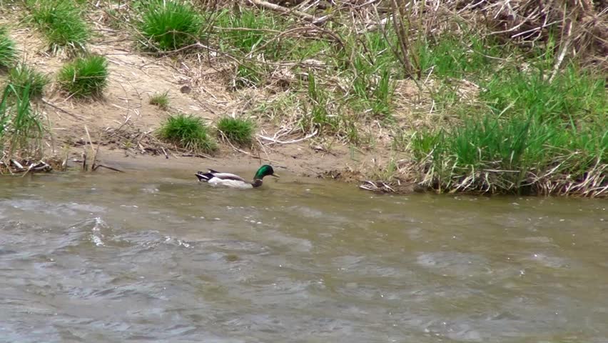 Male and Female Mallard Ducks (Anas platyrhynchos) Swimming against a moderate current.
