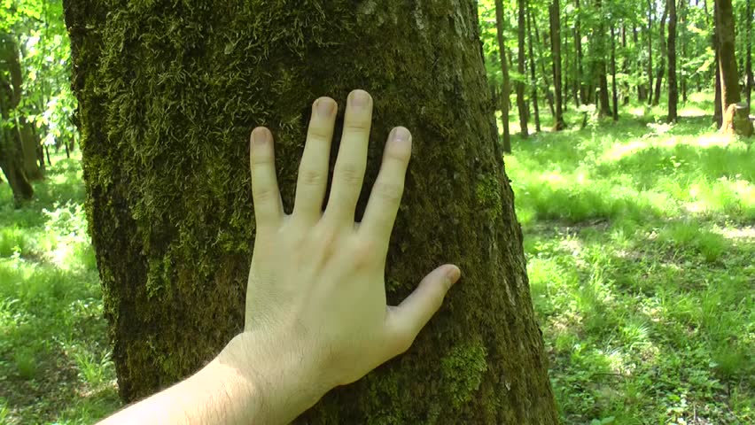 Touching the bark of an old tree in the forest