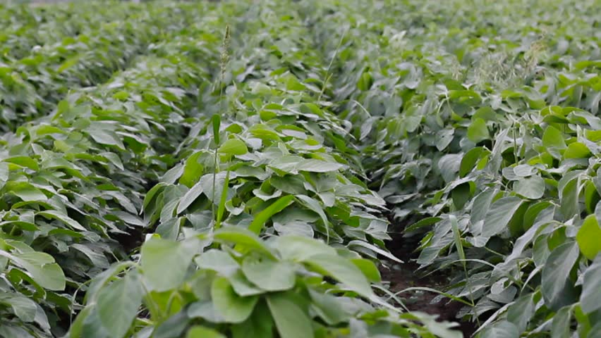 Soya field with dolly camera from left to right - 720p