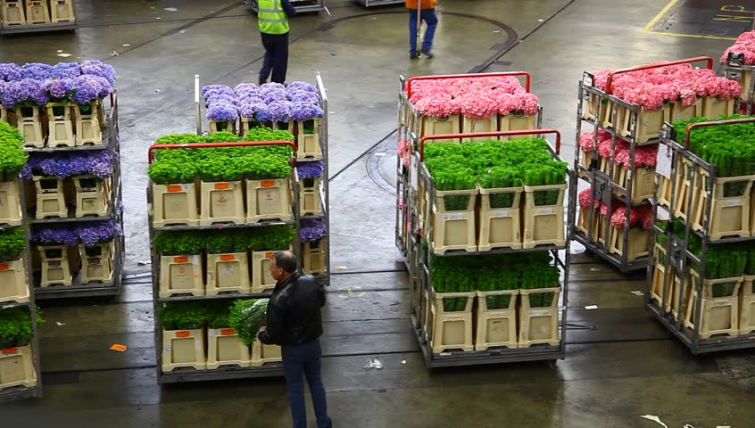 AALSMEER, THE NETHERLANDS - APRIL 27: Flowers being prepped for auction, FloraHolland, April 27, 2011, Aalsmeer, The Netherlands. Aalsmeer Flower Auction is the largest flower auction in the world; Around 20 million flowers are sold here daily.