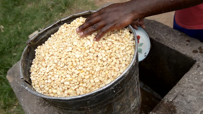harvesting corn