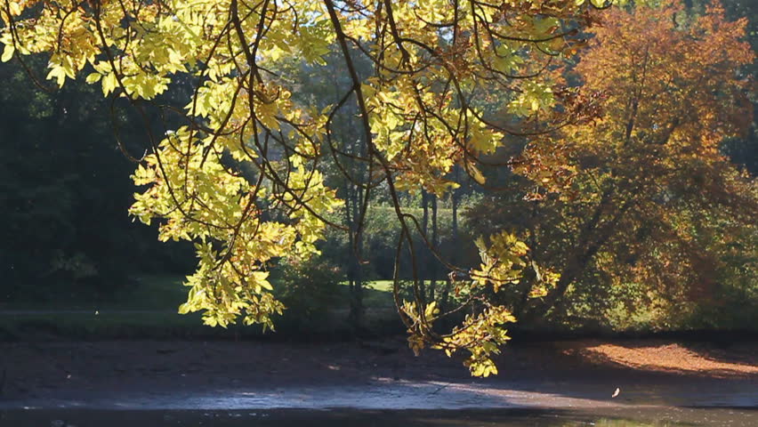 foliage of an oak tree in warm autumnal light
