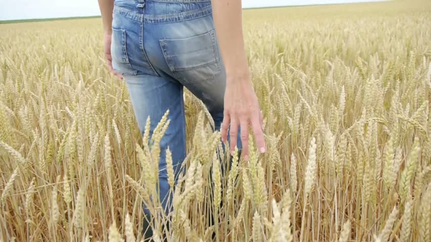 Woman walking in wheat field