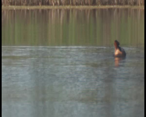 red-necked grebe