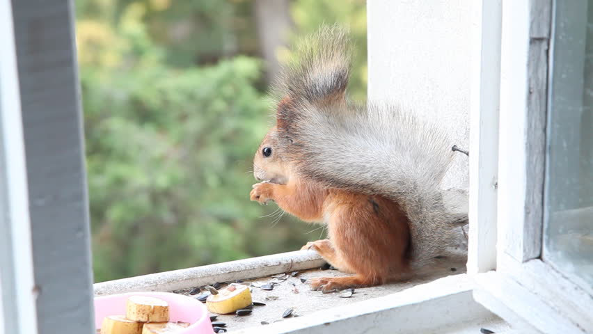 Squirrel eat banana and sunflower seeds