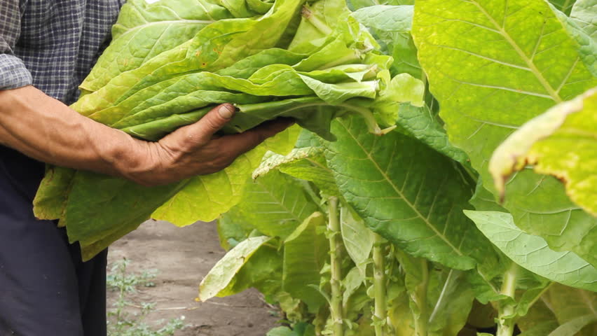 Farmers picking tobacco in the field