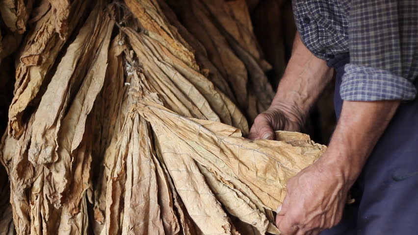 Farmer controls dry tobacco leaf in the dryer