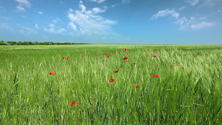 green ears of wheat on a background cloudy sky