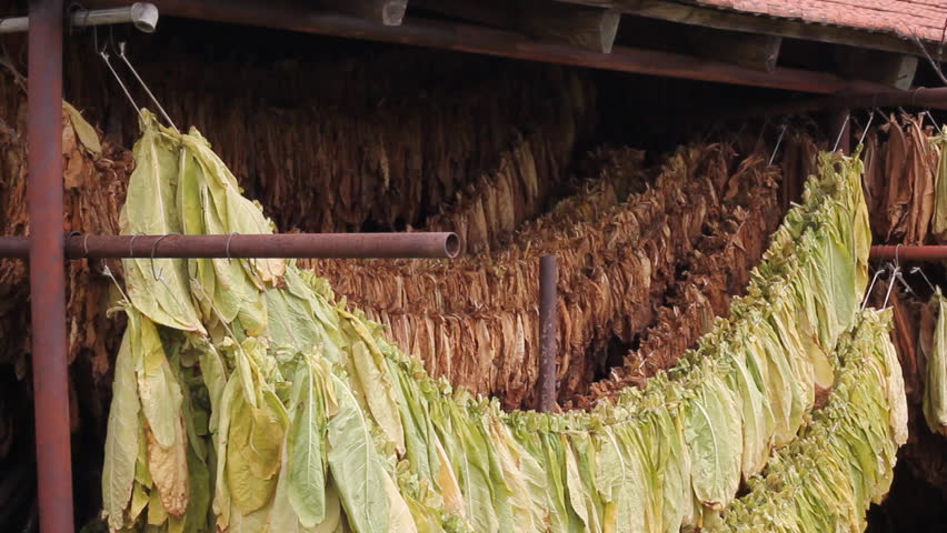 Farmer drying Tobacco