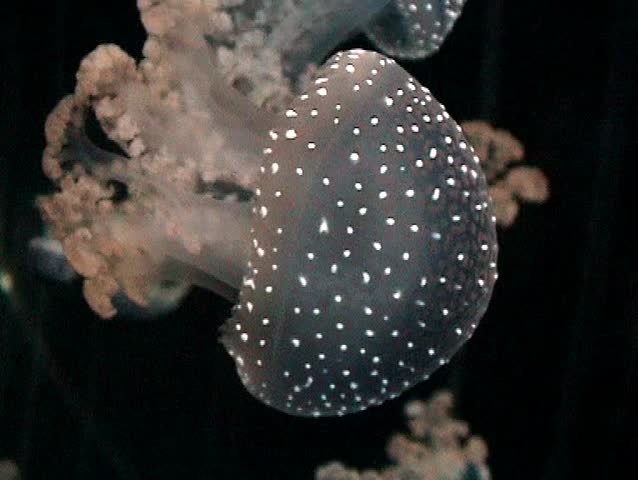 Medusa, jellyfish swimming in sea