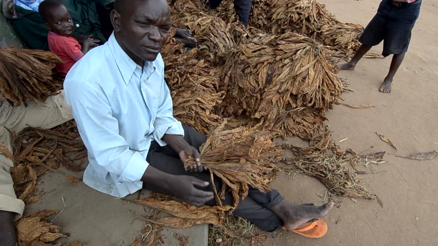 SALIMA,MALAWI - CIRCA APRIL 2011: An unidentified man picks tobacco leaves, Circa April 2011, Salima, Malawi. Malawi's economy is heavily agriculture-based, with Tobacco a main agricultural product and industry.    