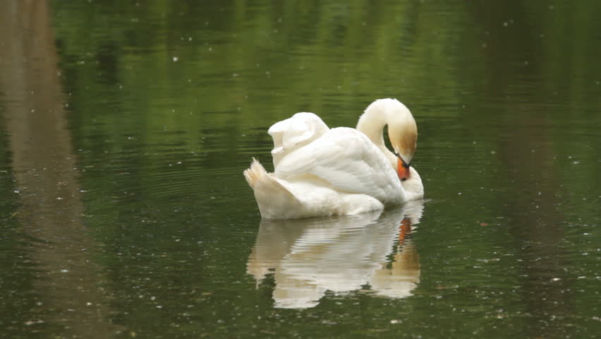 White swan on the lake