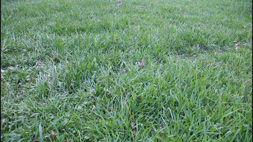 high wheeled push lawnmower cutting tall bahia grass with seed heads