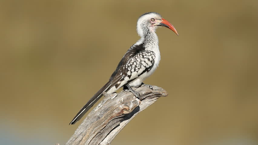 Red-billed hornbill (Tockus erythrorhynchus) sitting on a branch preening, South Africa