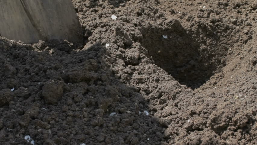 One person diging small shallow hole with shovel in soil for the subsequent planting, the second one puting tomato seedlings into them, and sprinkling it around with soil. 