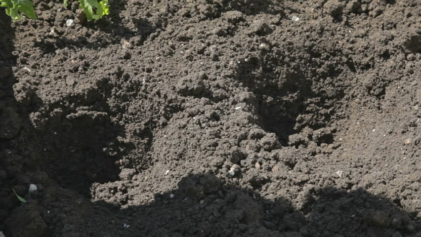 Young woman carefully sprinkling small bush of tomato seedling with the soil. There is one more ready hole near. 