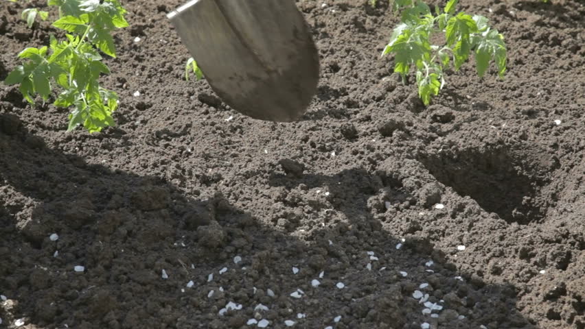 making holes in soil with the help of garden shovel for further planting tomato seedlings . 