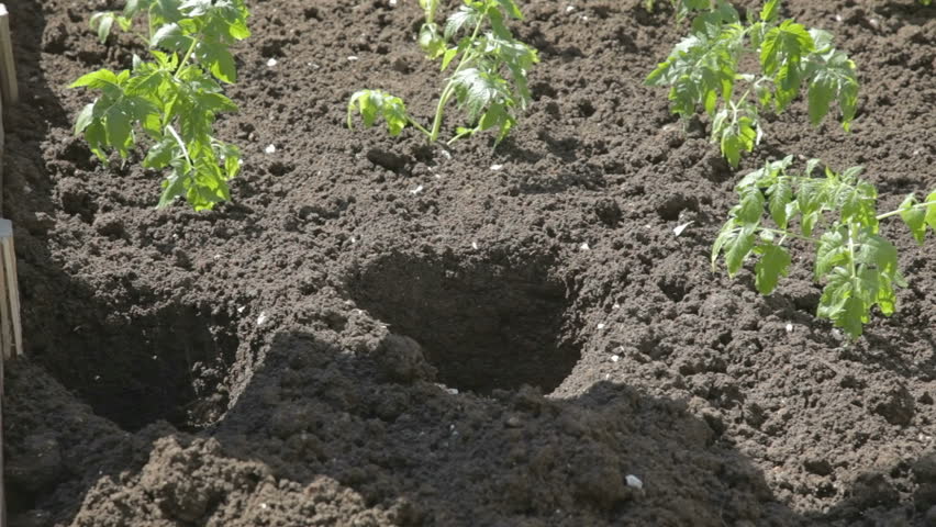 Young woman ramming tomato seedlings into holes in soil. 