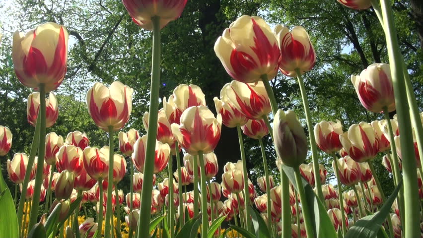 Tulips swaying in the wind