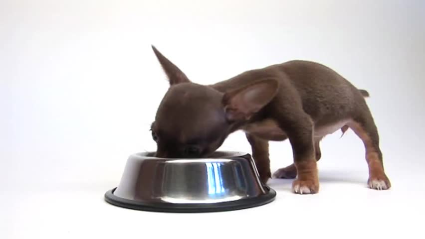 brown puppy eating from large bowl