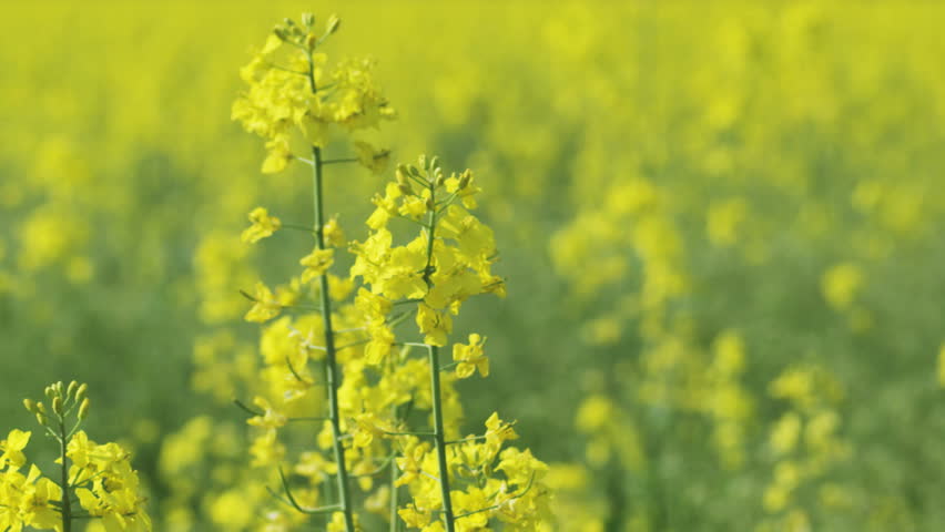 Rapeseed field in blossom. 
