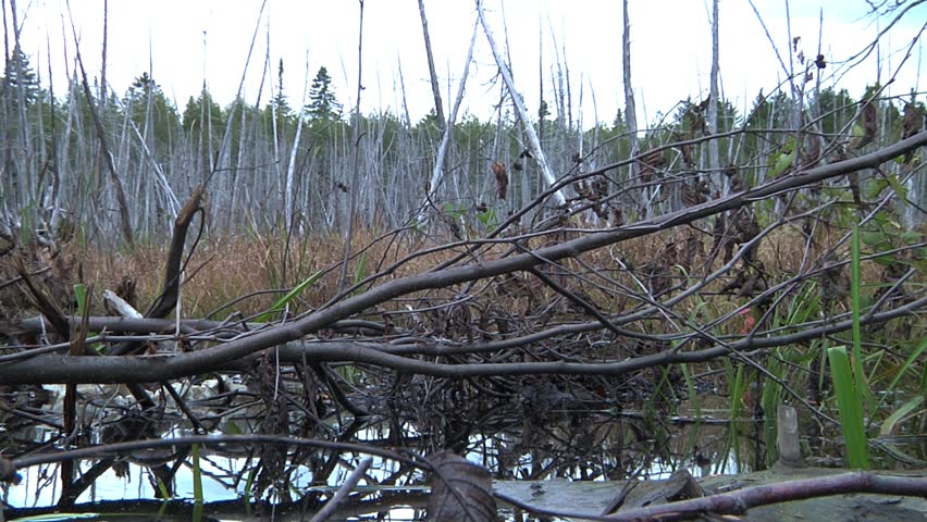 Stark scene of dead trees in a wetland