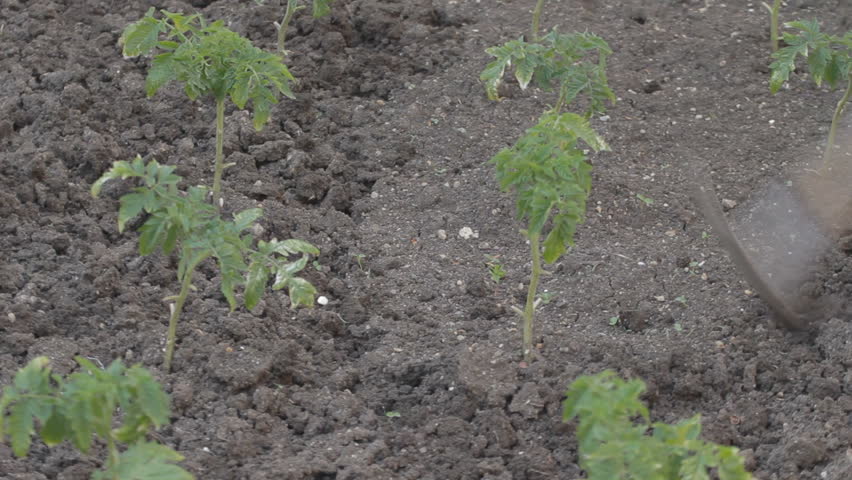 Unrecognizable person gardening, weeding tomato seedlings, planted in soil. 