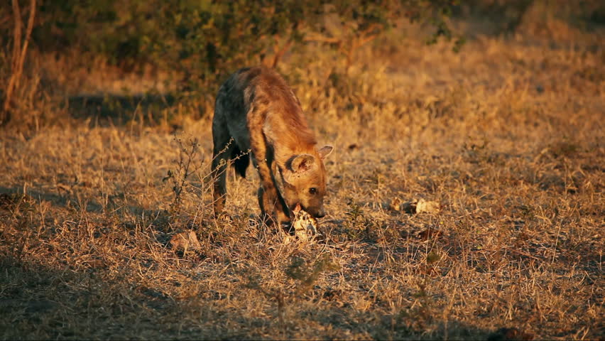 Spotted hyena (Crocuta crocuta) scavenging on the bones of an old carcass, South Africa