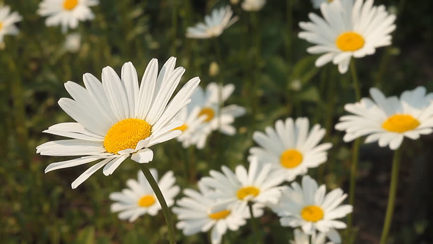 A group of daisies, sway gently in the breeze.