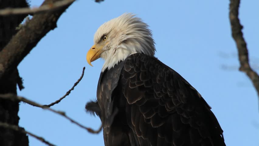 A wild bald eagle sits in a cottonwood tree outside of Haines, Alaska. 