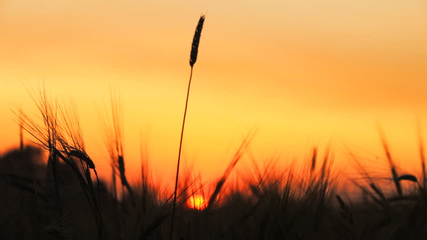 Wheat.  Agricultural field.