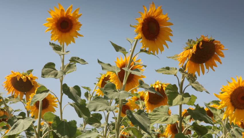 sunflowers against a blue clear sky