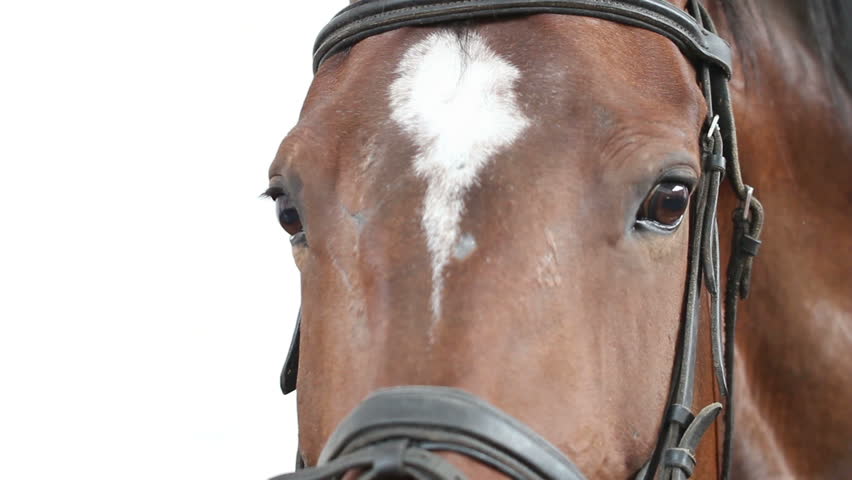 horse face